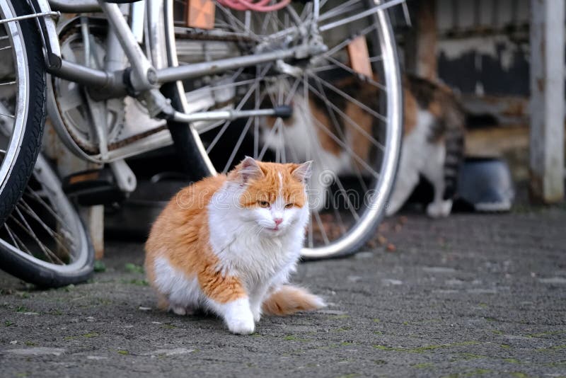 Schattig kitten in de achtertuin dat wegloopt. Horizontale afbeelding royalty-vrije stock foto