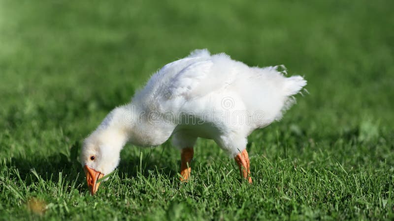 Schattig kleine gans die groengras plukt omringd door het veld. Foto van de camera van de rode 4.000 film