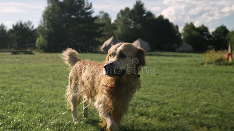 Schattige hond die buiten op gras rijdt