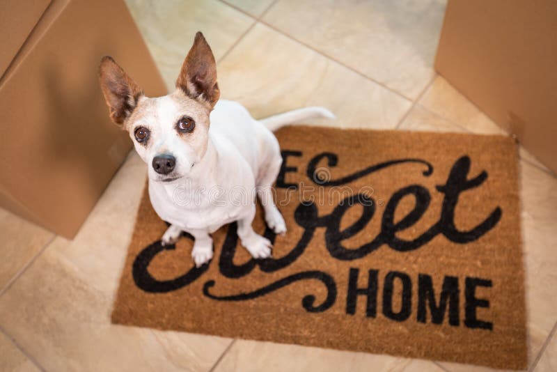 Schattige hond die thuis op een zoete thuis zit, welkome mat op de vloer bij dozen