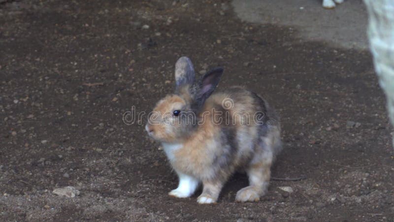 Schattige konijnen in kooi