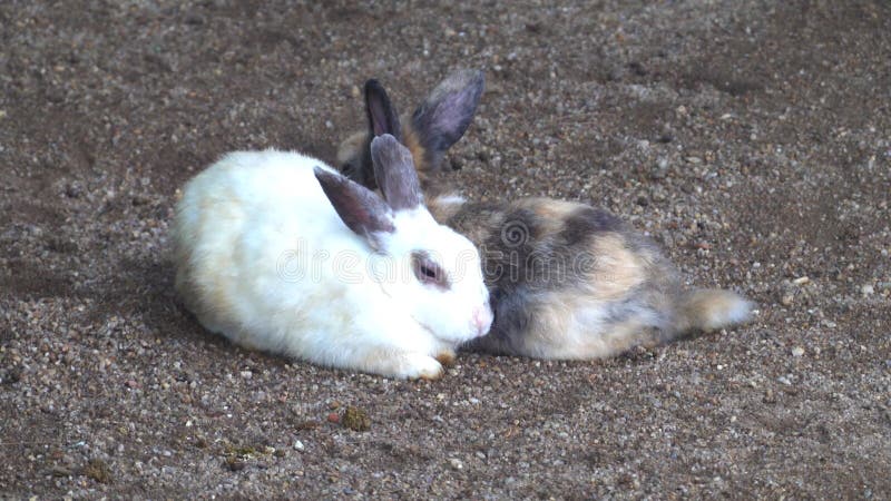 Schattige konijnen in kooi