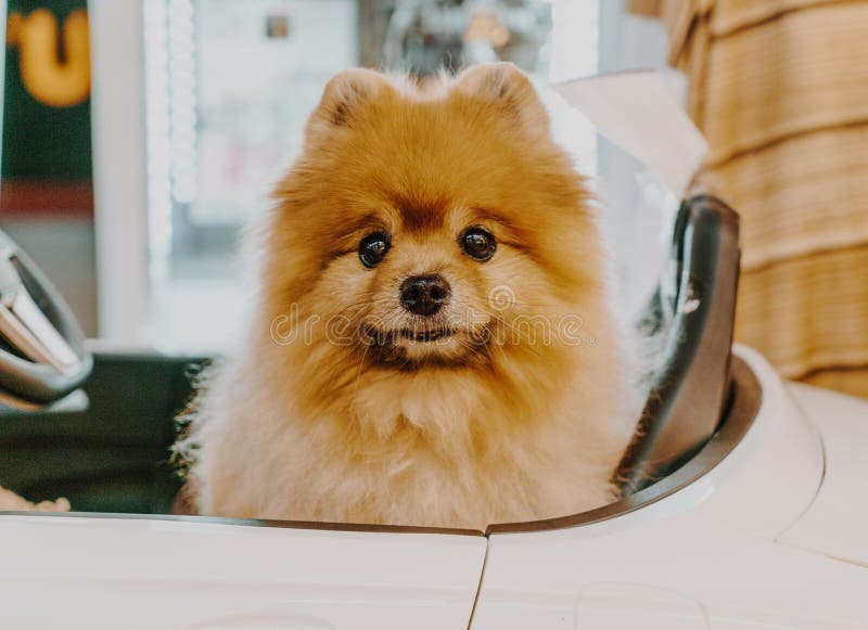 schattige Pommeraanse hond royalty-vrije stock afbeeldingen schattige Pommeraanse hond royalty-vrije stock afbeeldingen