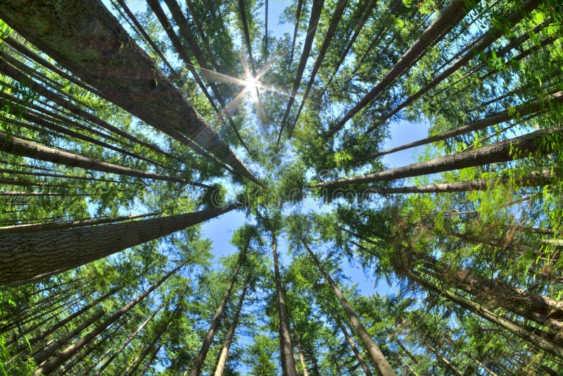 Schauen Sie oben in einem dichten Kiefernwald stockfotografie
