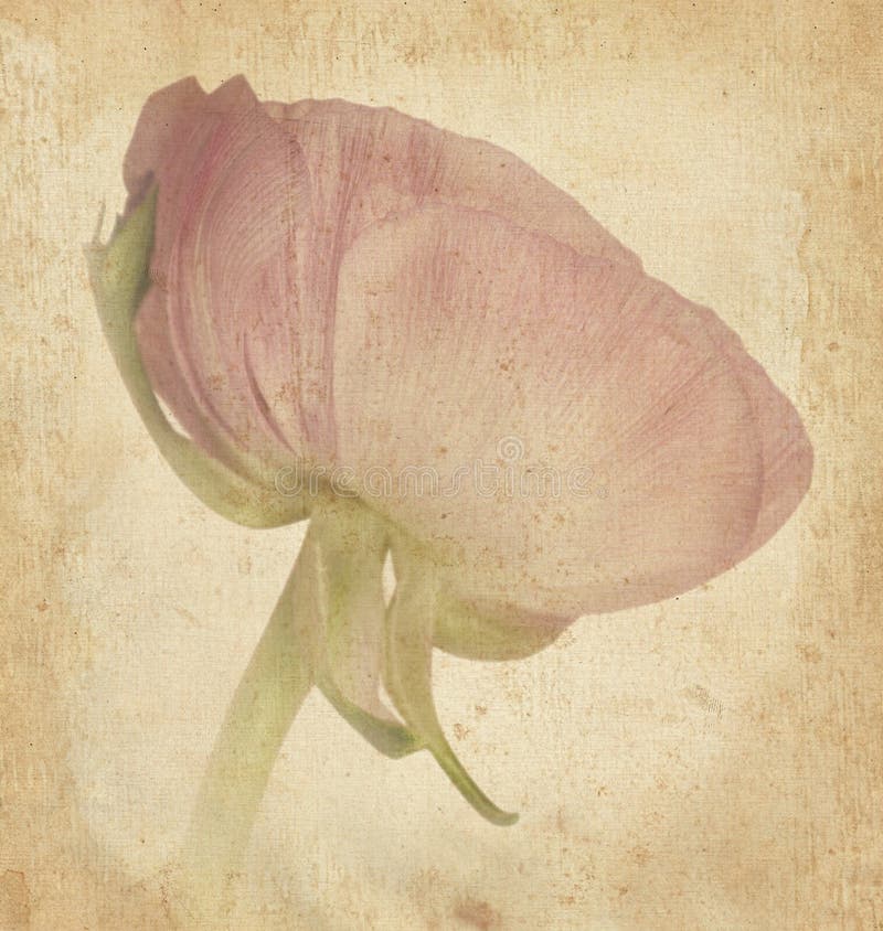 Scheda di festa del fiore di bellezza dell'annata su vecchio documento fotografie stock libere da diritti Scheda di festa del fiore di bellezza dell'annata su vecchio documento fotografie stock libere da diritti
