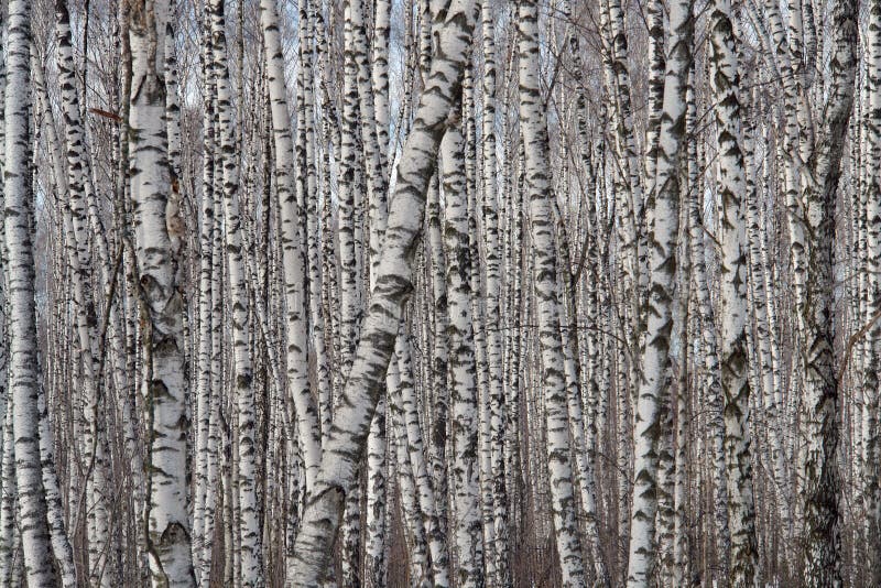 The Schedule Of Birches. Picture Image 635186
