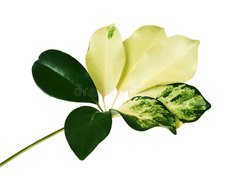 Schefflera variegated ` капеллы золота ` листвы, экзотические тропические лист, изолированные на белой предпосылке с путем клиппи стоковое фото Schefflera variegated ` капеллы золота ` листвы, экзотические тропические лист, изолированные на белой предпосылке с путем клиппи стоковое фото
