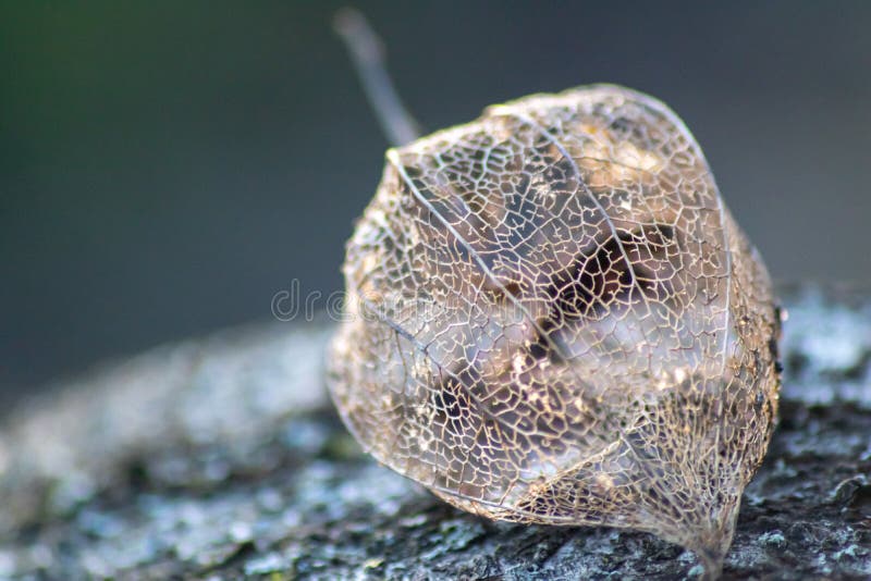 Schelet de fisalis gol, dar frumos, strălucind în soare pe o masă de grădină din lemn cu vene de filigree de la fisalisul gol royalty free stock photos