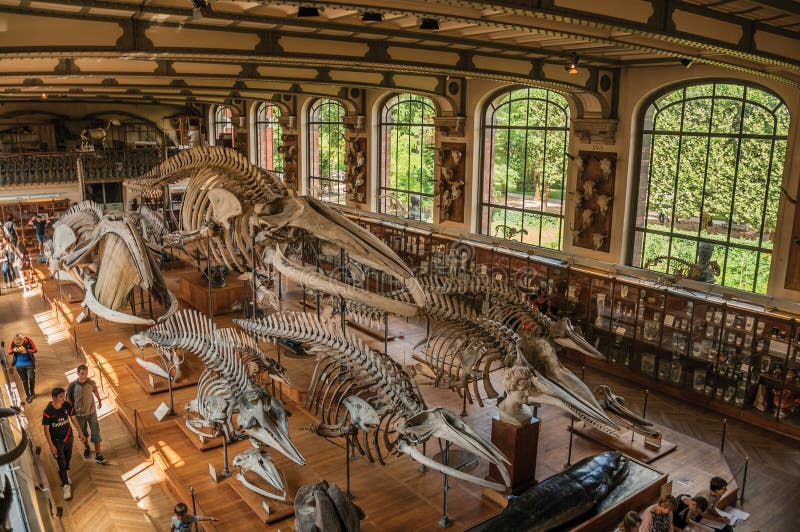 Scheletri dei cetacei al corridoio in galleria di paleontologia e di anatomia comparativa a Parigi