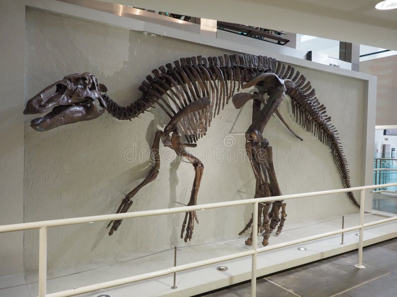 Scheletro dei annectens del Edmontosaurus al museo di Ulster