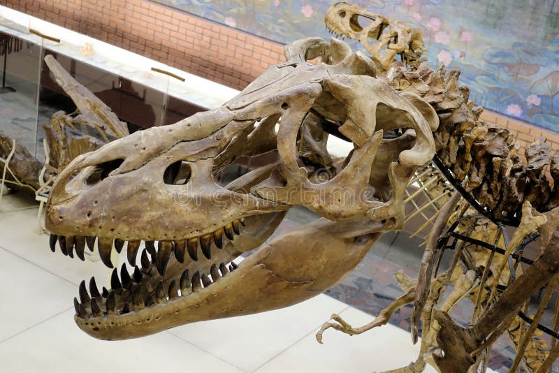 Produttori E Fabbriche Di Fossili Di Teschio Di Tyrannosaurus Rex - Foto 2