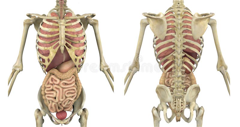 Scheletro del torso con gli organi interni illustrazione vettoriale Scheletro del torso con gli organi interni illustrazione vettoriale