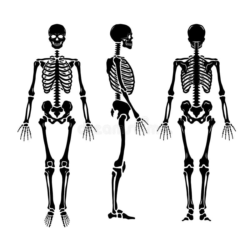 Scheletro Umano Anatomico, in Tre Posizioni Illustrazione Vettoriale -  Illustrazione di isolato, salute: 83692596