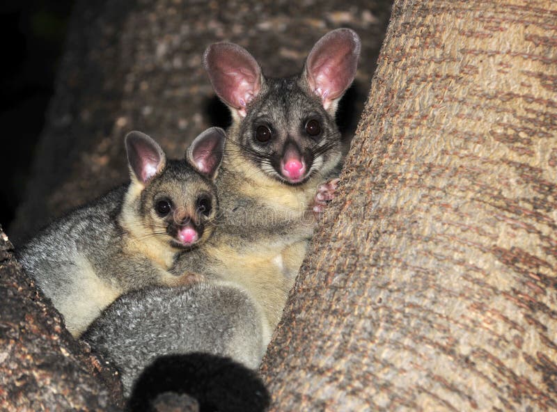 Schellen Sie angebundenes Opossum mit Schätzchen, Queensland, Australien lizenzfreies stockfoto Schellen Sie angebundenes Opossum mit Schätzchen, Queensland, Australien lizenzfreies stockfoto