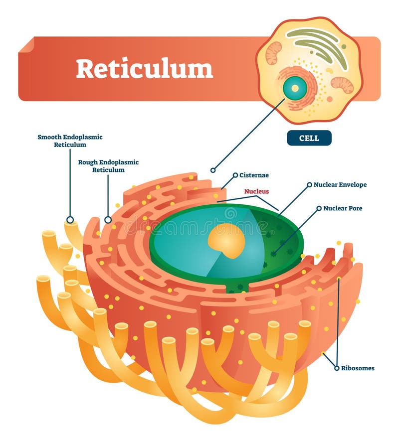 Schema dell'illustrazione di vettore identificato reticolo Diagramma anatomico con il reticolo endoplasmatico, i reservoir, il nu illustrazione vettoriale Schema dell'illustrazione di vettore identificato reticolo Diagramma anatomico con il reticolo endoplasmatico, i reservoir, il nu illustrazione vettoriale