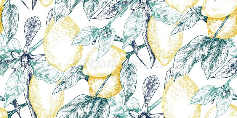 Schema vettoriale senza saldatura con ramificazioni di limoni freschi disegnati a mano e fiori in stile sketch. royalty illustrazione gratis
