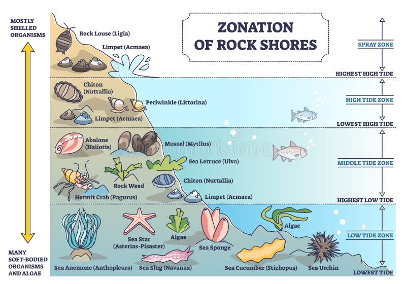 Schemat rozmieszczenia brzegów skał z gatunkami podwodnymi i organizmami