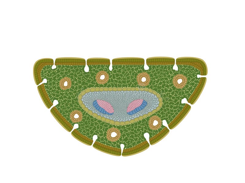 Schematic cross section of a pine leaf