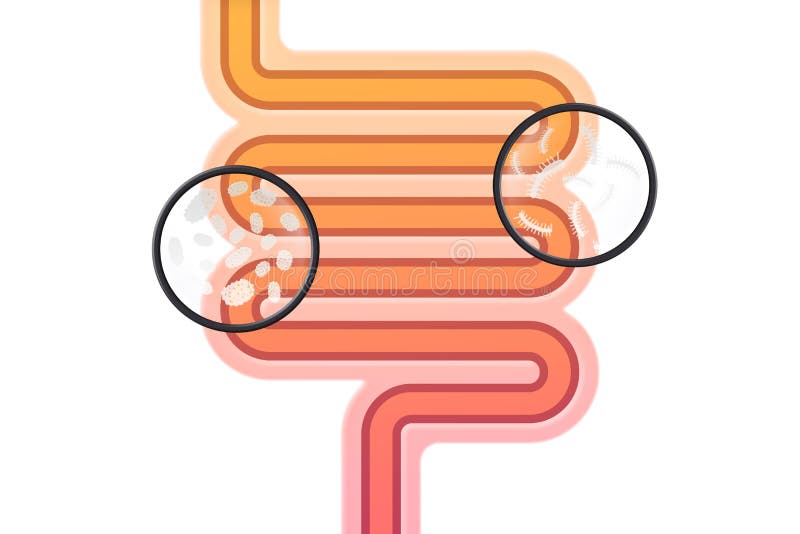 Schematic illustration of human intestines with microbes stock illustration