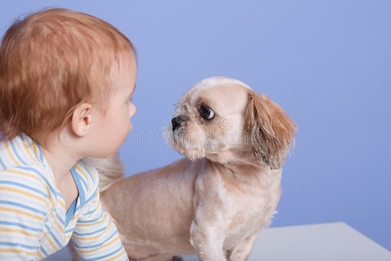 Schermata orizzontale di un bimbo adorabile con cucciolo, seduto e guardando un piccolo animale, che si pone isolato sullo sfondo fotografia stock libera da diritti