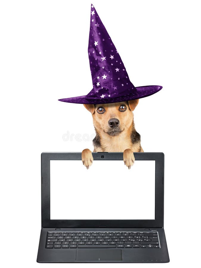 Schermo in bianco di Halloween del cane della strega del cappello del taccuino divertente del computer portatile isolato immagini stock libere da diritti Schermo in bianco di Halloween del cane della strega del cappello del taccuino divertente del computer portatile isolato immagini stock libere da diritti