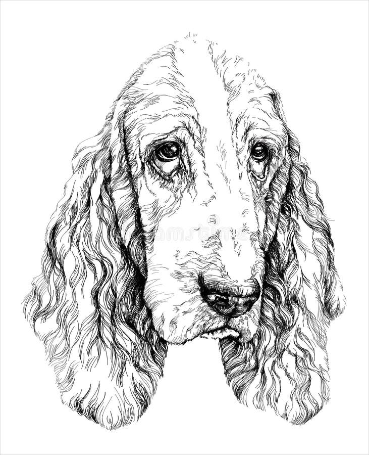 Schets van grappige Basset Hound-hond Vector illustratie stock illustratie Schets van grappige Basset Hound-hond Vector illustratie stock illustratie