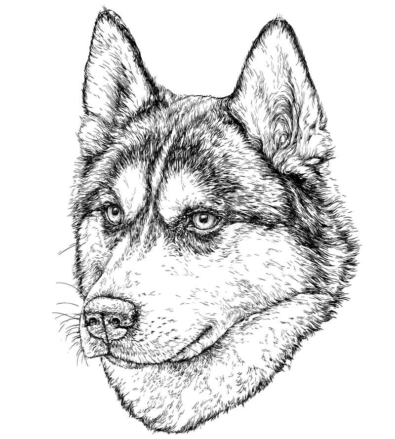 Schets van Husky Dog stock illustratie Schets van Husky Dog stock illustratie