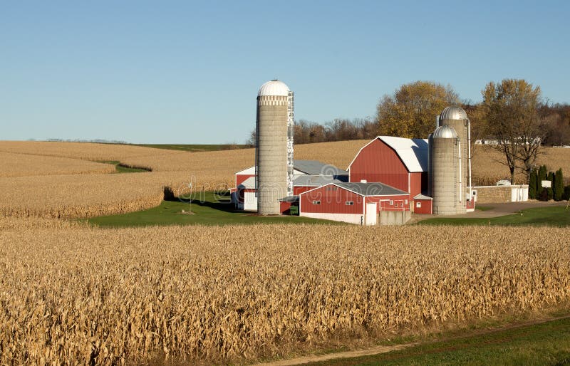 A red barn and silos on a Wisconsin farm surrounded by ripe corn fields. A red barn and silos on a Wisconsin farm surrounded by ripe corn fields.