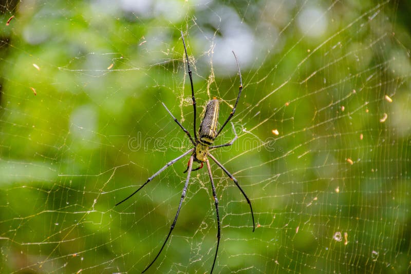 Schießeninsekten nah lizenzfreie stockfotos Schießeninsekten nah lizenzfreie stockfotos