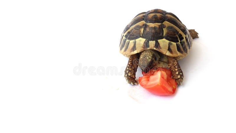 Schildkrote Die Tomaten Isst Stock Footage Video Von Auge Kopf 43566556