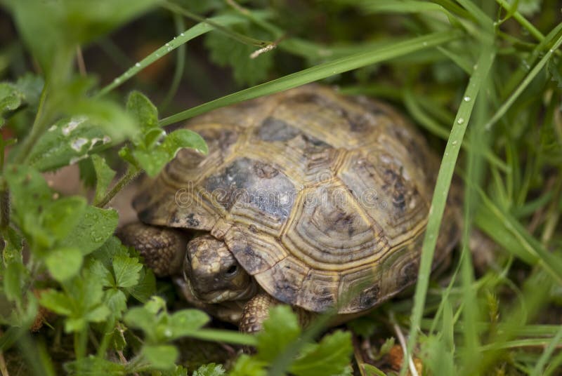 Schildkröten Im Garten Wissenswertes Uber Den Bau Von