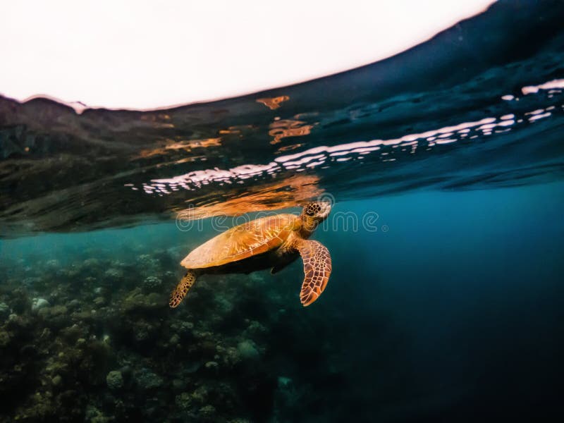 Schildkr?tenschwimmen Unterwasser nah an Oberfl?che des Wassers, Philippinen lizenzfreie stockbilder Schildkr?tenschwimmen Unterwasser nah an Oberfl?che des Wassers, Philippinen lizenzfreie stockbilder