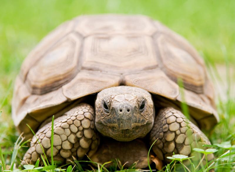 Schildkröte stockfoto Schildkröte stockfoto