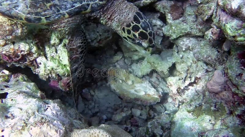 Schildkröte im Meer