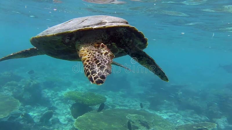 Schildkröte im Meer