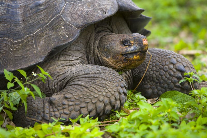 Schildkröte von der Galapagos-Insel