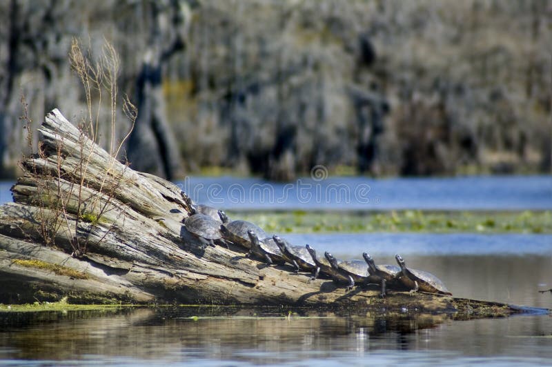 Schildkröten auf Protokoll lizenzfreies stockfoto Schildkröten auf Protokoll lizenzfreies stockfoto