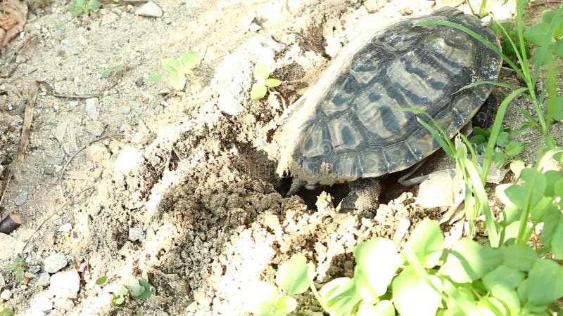 Schildkröten legen ihre Eier im Sand