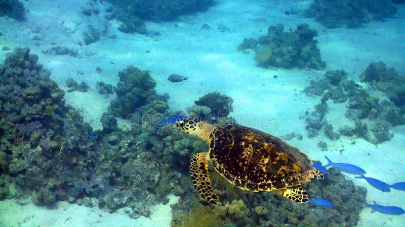 Schildkrötenschwimmen im Korallenriff