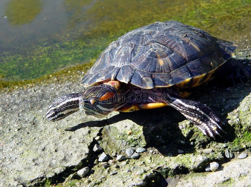 Download Schildpad stock foto. Afbeelding bestaande uit park, vertebrates - 26978