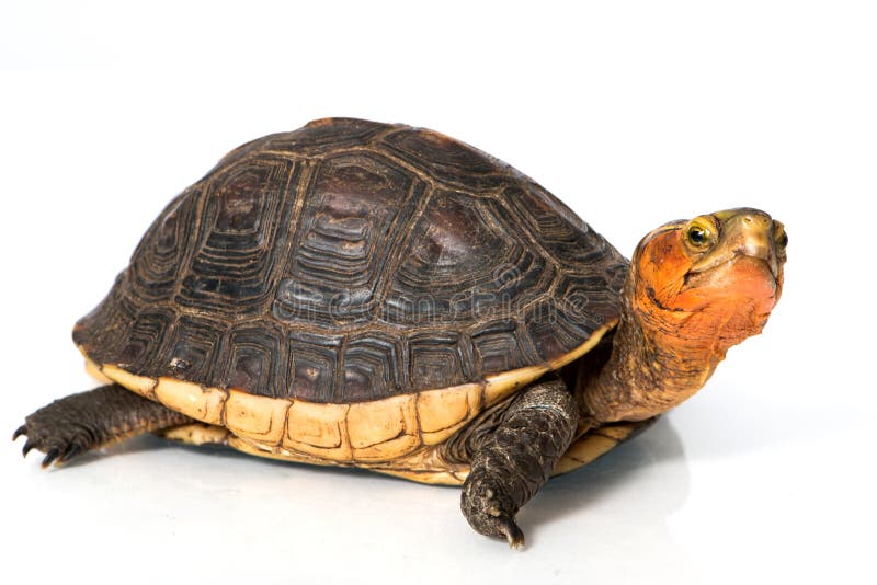 Schildpad royalty-vrije stock foto Schildpad royalty-vrije stock foto