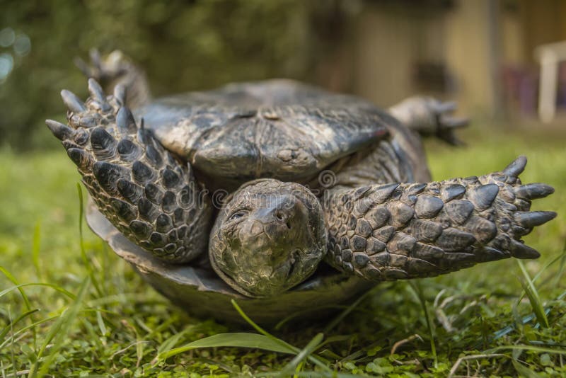 Turtle turn upside down on the grass. Turtle turn upside down on the grass