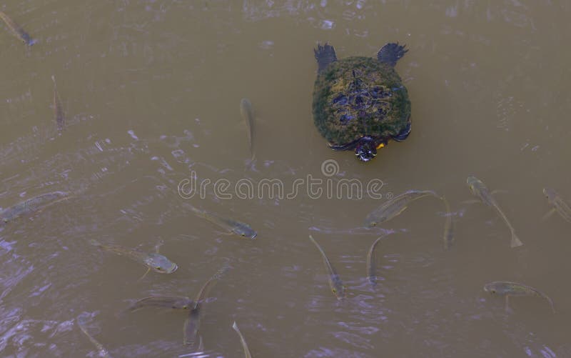 Schildpad die in een vijver met vissen zwemmen royalty-vrije stock afbeelding Schildpad die in een vijver met vissen zwemmen royalty-vrije stock afbeelding
