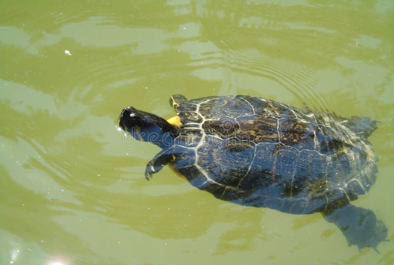 zwanger zo Moment Schildpad Die in Het Water, Dier, Reptiel, Meer Zwemmen Stock Foto - Image  of water, groen: 151959960