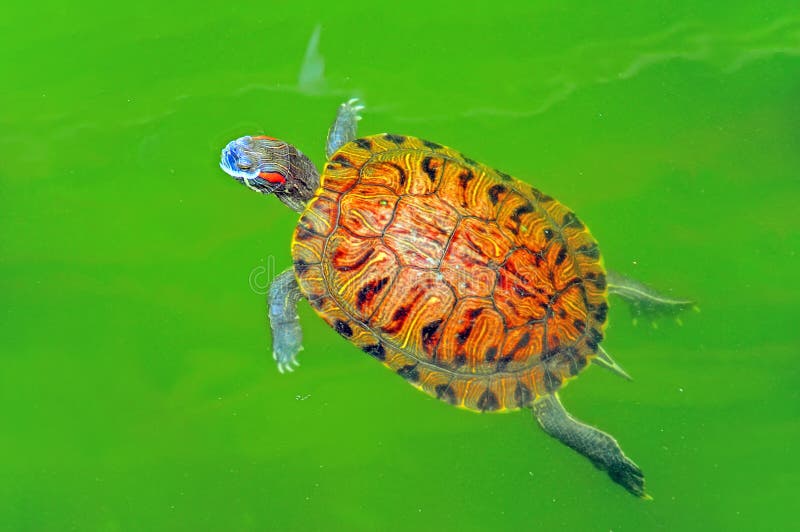 Schildpad in groene vijver royalty-vrije stock afbeelding Schildpad in groene vijver royalty-vrije stock afbeelding