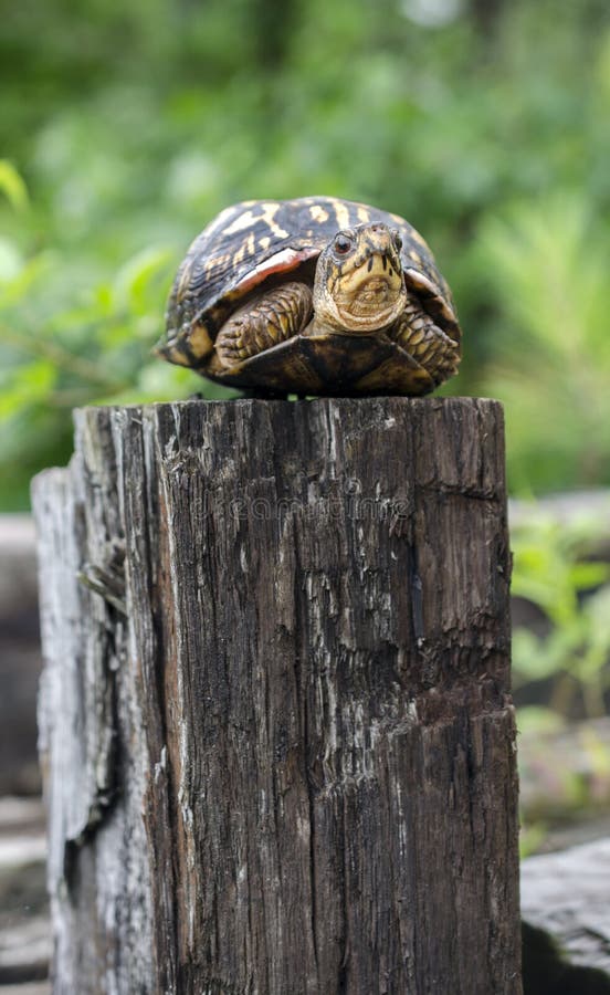 Eastern Box Turtle, Terrapene carolina, sitting on a fence post. Walton County Animal Control, Monroe, Georgia, USA. Eastern Box Turtle, Terrapene carolina, sitting on a fence post. Walton County Animal Control, Monroe, Georgia, USA.