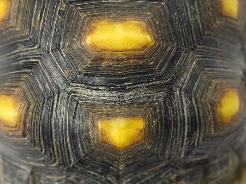 Schildpad Shell stock fotografie Schildpad Shell stock fotografie