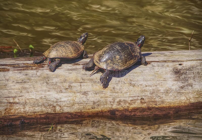 Schildpadden bij het moerasland royalty-vrije stock foto Schildpadden bij het moerasland royalty-vrije stock foto