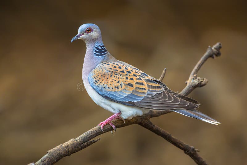 Turtle dove (Streptopelia turtur) perched on a branch and looking out for danger. Turtle dove (Streptopelia turtur) perched on a branch and looking out for danger