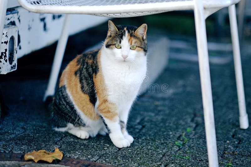 Schildpadkat buiten zittend. Horizontale afbeelding stock afbeelding